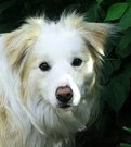 Dog Birthday Collie