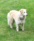 Dog Collie