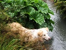 Dog Dalmera Water