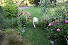 Dog Grass Path