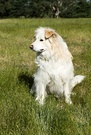 Dog Profile