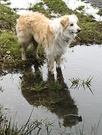 Dog Puddle 2