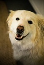 Dog Rusty