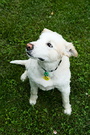 Dog Short Hair