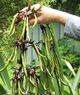 Flax Pods