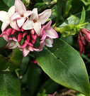 Flower Daphne Pink