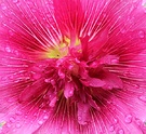 Flower Hollyhock Rain