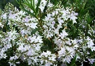 Flower Lilac Hebe