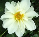 Flower White Dahlia