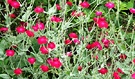 Flowers Magenta