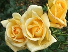 Flowers Roses Roydon