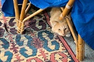 Fluff Carpet Cat