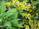 Foliage Eonymous Foxglove