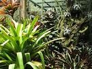 Foliage Tropical