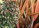 Foliage Winter Flax