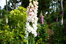 Foxglove Spire
