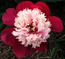 Fragrant Peony2