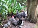 Free Range Poultry