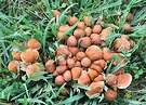Fungus Brown Grass