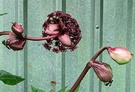 Gigas Amgelica Flowerhead