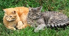 Ginger Cat Grey