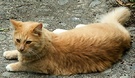 Ginger Cat Path