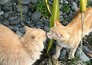 Ginger Cats Stones