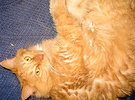 Ginger Fluffy Cat
