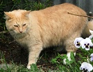 Ginger Pansy Cat