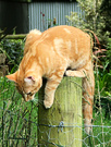 Ginger Post Cat