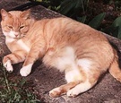 Ginger Puss