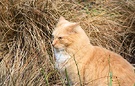 Ginger Tussock Cat