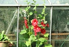 Glasshouse Red Hollyhock