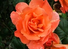 Glowing Rose