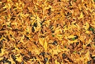 Golden Carpet Leaf