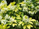 Golden Choisya