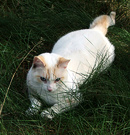 Grass Cat Moosey