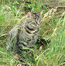 Grass Long Cat