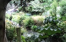 Green Gunnera Grass