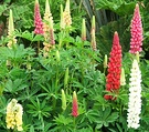 Green Lupin Flowers