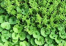 Green Shapes Leaves