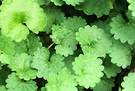Green Weed Leaf