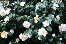 Green White Camellia