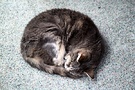 Grey Feline Cat