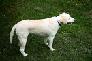 Groomed Dog