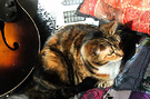 Guitar Cat