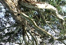Gum Branches Sky