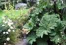 Gunnera Autumn Daisy
