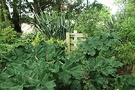 Gunnera Gate Bridge