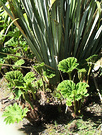 Gunnera New Growth